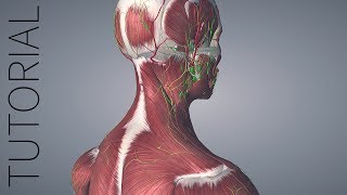 Getting Started with Essential Anatomy 5 [upl. by Rexferd]