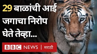 Tigress Mataram Collarwali T15 death वाघीण Pench Tiger Reserve मध्ये महत्त्वाची का BBC News [upl. by Heman]