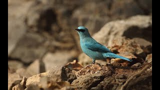 Verditer flycatcherA cobalt blue colored flycatcher [upl. by Uttica]