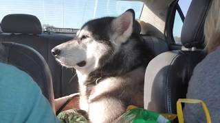 Alaskan Malamute Has A Lot To Say When We Talk [upl. by Player]