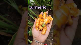 Turmeric pasupu gardening karkumin pasupu flower organicfarming agriculture trending viral👍 [upl. by Masha]