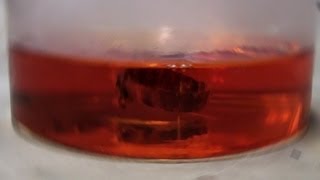 Gold Dissolves in Aqua Regia reaction only [upl. by Eimmat]