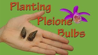 Planting Pleione Orchid Bulbs [upl. by Hymie]