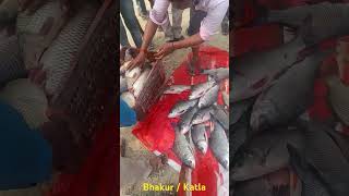 Harvesting katla from our reservoir bajaha fishing fish bajahataal freshwaterfish [upl. by Giana]