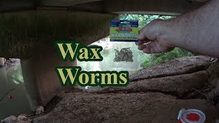 Fishing with Freeze Dried Wax Worms [upl. by Anillek]