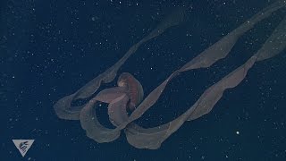 Ghostly critters from the deep sea Stygiomedusa gigantea [upl. by Natfa]