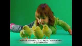 Arabic Song These Little Chicks Teach Kids Colloquial Arabic اللغة العربية [upl. by Gaylor]