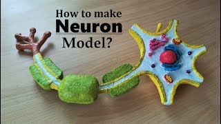 How to make Neuron 3d Model using Thermocol [upl. by Syst]