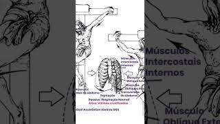 ANATOMIA da crucificação os pregos nos pés e a respiração [upl. by Guidotti]