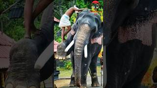 Rules for cleaning elephant feet 🐾🐘🐾 trending animals shorts viralvideo elephantspr [upl. by Jehanna672]