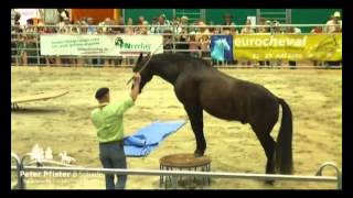 Peter Pfister Bodenarbeit mit Freiheitsdressur Zirkuslektionen und Horsemanship [upl. by Annauqahs631]