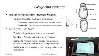 Apicomplexa Introduction and Monocystic lumbrici [upl. by Veronike]