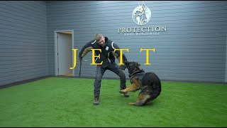 Jett the German Shepherd  Family protection Dog in training [upl. by Llehsor815]