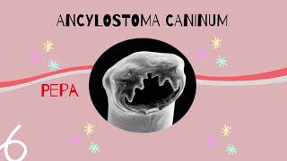 Ancylostoma Caninum [upl. by Bronk]