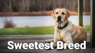 Why Labradors Are the Most Loving Breed [upl. by Tutankhamen]