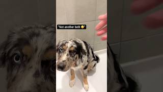 Australian Shepherd puppy gets first real bath aussie merley puppy puppybath dogbath grooming [upl. by Annaid]