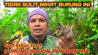 MULAI MIKAT BURUNG SOGON LAGIDI SPOT KEBUN KARET POIN BURUNG CIPOH GANAS [upl. by Fast]