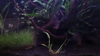 Aqua one aquanano 60 tropical aquarium planted tank tour Dainty corydoras [upl. by Oap623]