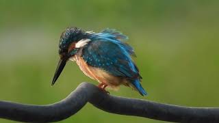 Common Kingfisher Birding In KashmirBirding At Dal Lake Common Kingfisher Call [upl. by Artsa]