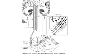 Anatomie  La morphologie de la moelle épinière  la moelle spinale  cours de 2 eme année médecine [upl. by Kanal910]