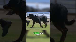 Unlock the Secrets to Longer Rottweiler Life Expectancy [upl. by Akeem]