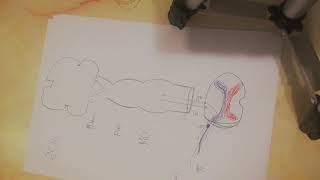 Lec1part3 Dorsal column medial lemniscus pathway [upl. by Narret80]