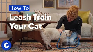 How to Leash Train Your Cat  Chewtorials [upl. by Deuno507]