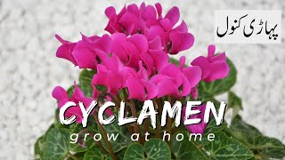 Cyclamen flower grow at home  Brilliant House Plant [upl. by Lehcor]