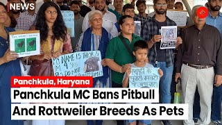 Panchkula MC Imposes Ban Keeping Of Pitbull And Rottweiler Breeds As Pets Owners Hold Protest [upl. by Stambaugh423]