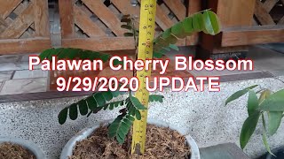 Palawan Cherry Blossom Update 92920 [upl. by Nolyat]