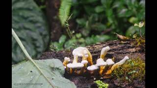 Timelapse Red Reishi  Ganoderma Forest  2 [upl. by Mohn]