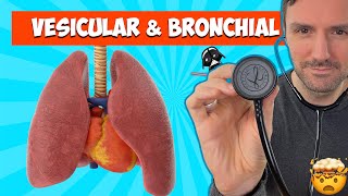 Lung sounds for beginners Vesicular and Bronchial breath sounds lungsounds [upl. by Auka]