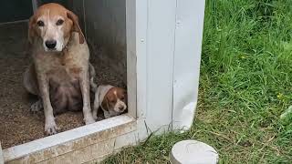 Sweet Coonhound x Beagle mix puppies [upl. by Gwenn150]