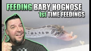 1st Time Feeding My Baby Hognose Snakes in 4k [upl. by Neema264]