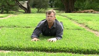 Choosing The Right Turf For Your Situation In Australia [upl. by Bluma945]