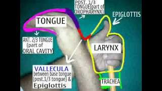 ENT EASY Vallecula and Tongueanatomy with your own hand model [upl. by Sesom]