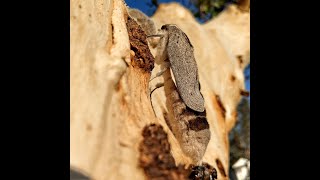 A witchetty grub emerges as a moth long version [upl. by Araeic900]