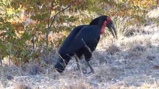 Southern ground hornbill calling [upl. by Klepac]