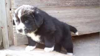 AKC Landseer Newfoundland Puppies 5 weeks old [upl. by Sneed13]