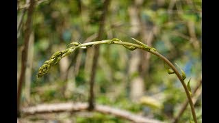 ASPARAGI SELVATICI RICERCA RACCOLTA E PREPARAZIONE [upl. by Atalaya219]