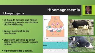 Hipomagnesemia o Tetania de los Pastos Parte 2 [upl. by Paradies]