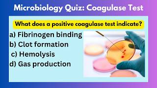 Microbiology Quiz  Microbiology mcqs questions and answers  Coagulase Test microbiology [upl. by Otho526]