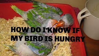 How do I know if my bird is hungry parakeets pets budgies hungrybudgie [upl. by Elysee]