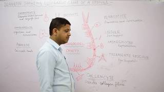 Cell types in Sponge Porifera by Dr Vikas CV [upl. by Janeczka698]