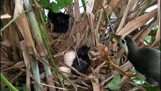 White Breasted waterhen Baby hatch 2 of 4 in the nest [upl. by Clite]