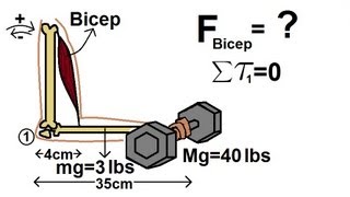 Physics 15 Torque Example 5 5 of 7 The Bicep [upl. by Yelahc]