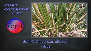 Soft Rush Juncus effusus Pitrus  JUST OUTSIDE 27 [upl. by Nylareg]