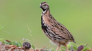 Rain quail Coturnix coromandelica male in natural habitat [upl. by Ennasor910]