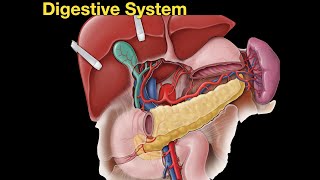 Digestive system [upl. by Ahsenek]