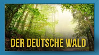 Der deutsche Wald  Das perfekte Weihnachtsgeschenk 🎁🌲 [upl. by Kiley]